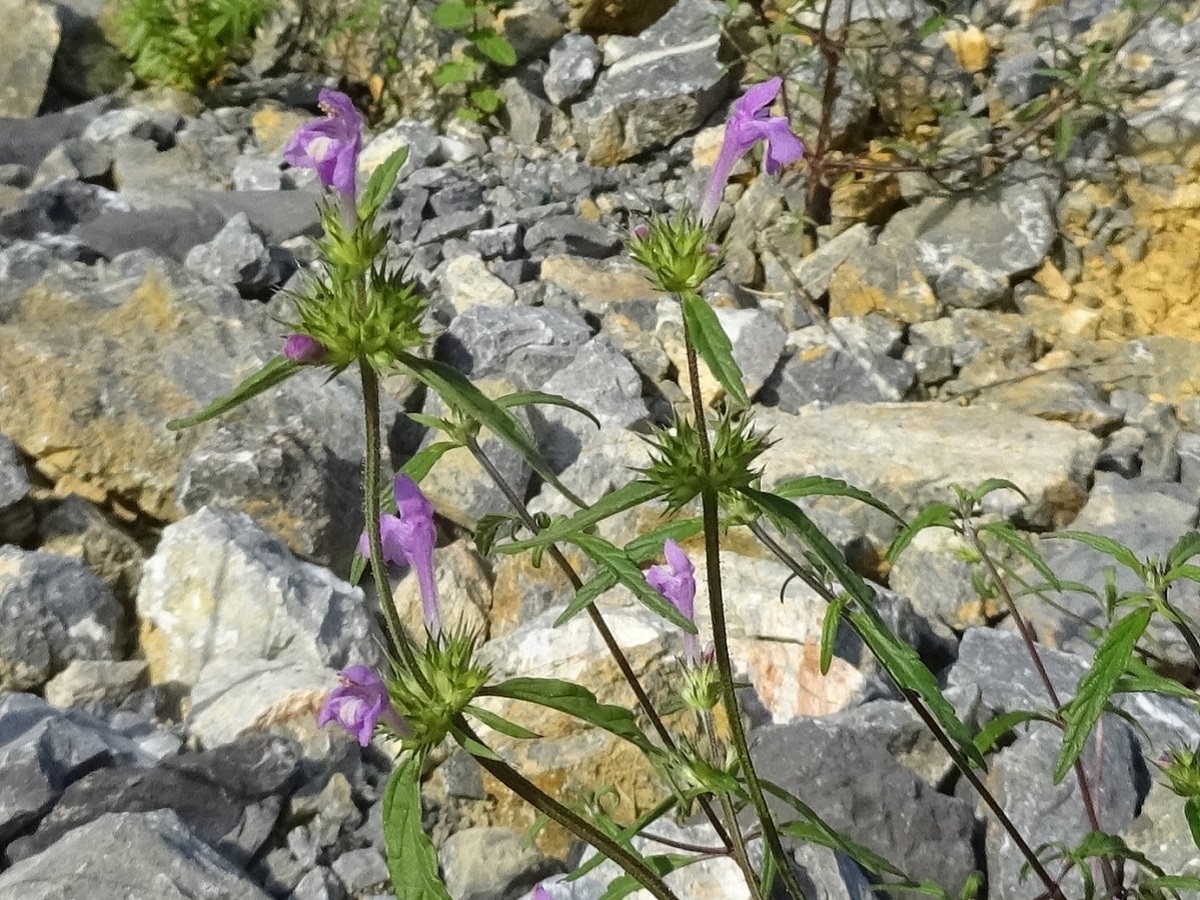 Galeopsis angustifolia (Lamiaceae)